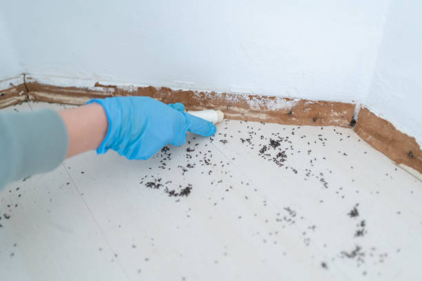 Best Wasp Removal Services  in Artesia, NM